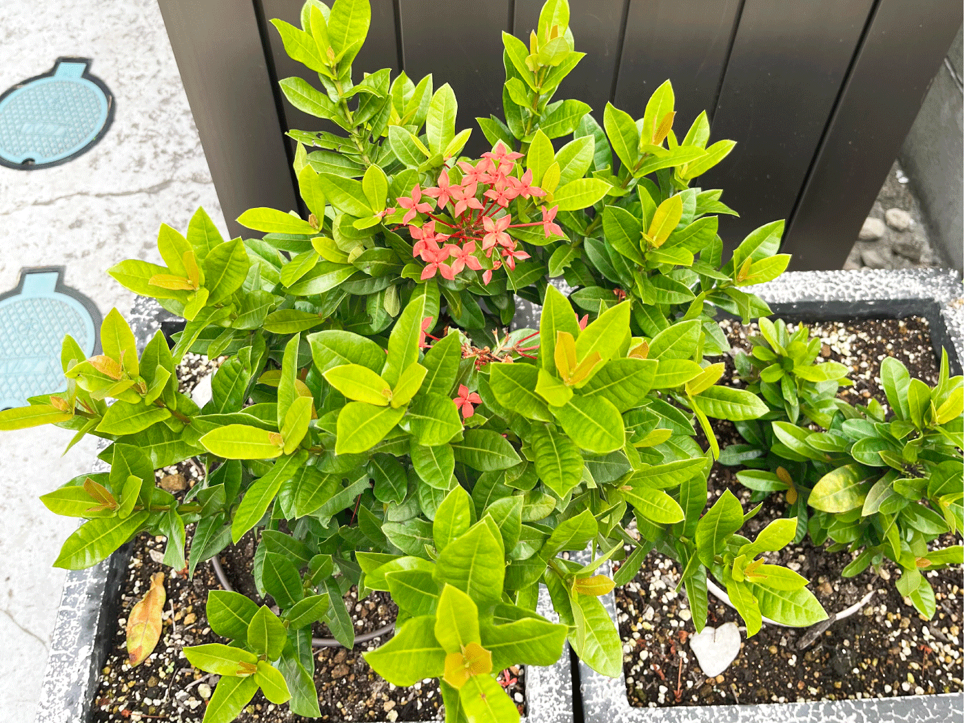 マンションの花